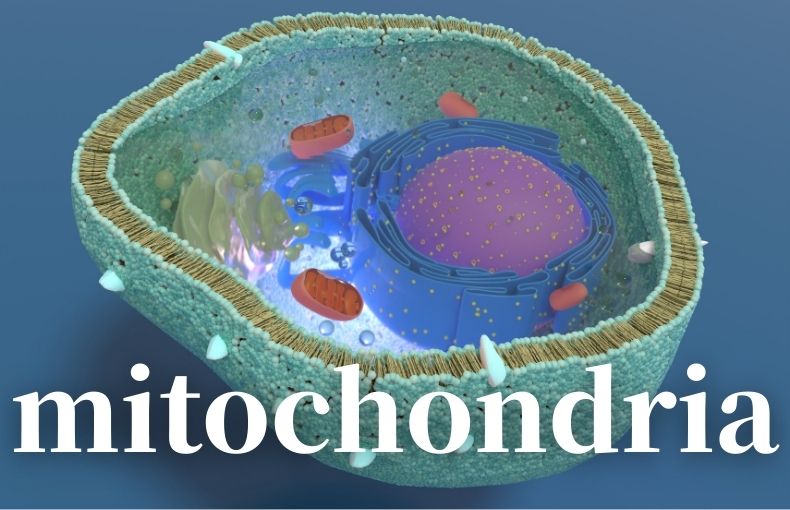 持久力を上げる科学的アプローチ 常圧低酸素トレーニングの驚くべき効果