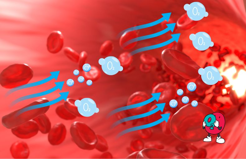 持久力を上げる科学的アプローチ 常圧低酸素トレーニングの驚くべき効果