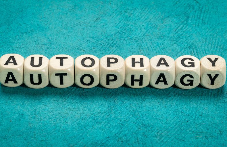 細胞の救世主「オートファジー」の基本メカニズム