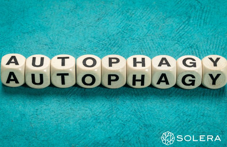 オートファジーとは？40代から知っておきたい細胞デトックスの基本
