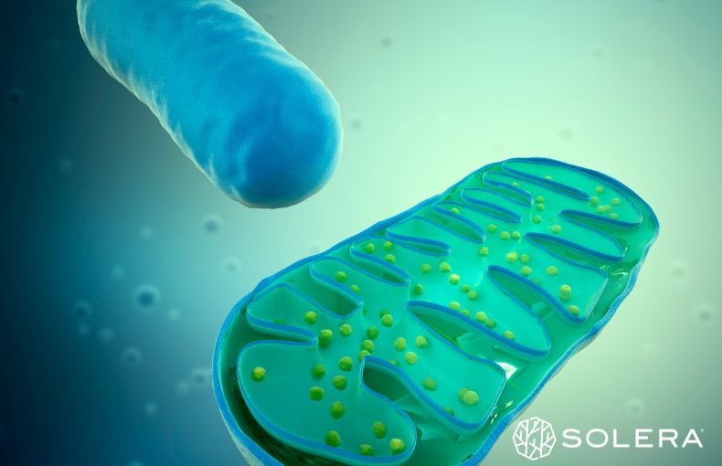 3.鍵は「代謝」ではなく「細胞レベル」にあった