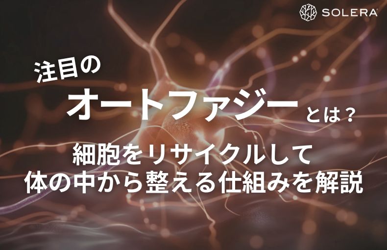 注目のオートファジーとは？細胞をリサイクルして体の中から整える仕組みを解説