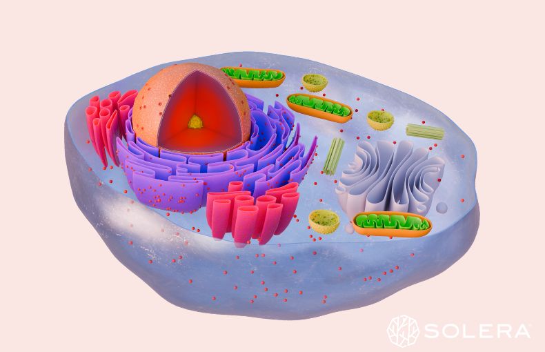 3. ミトコンドリアの質を高める。プロが重視する「マイトファジー」