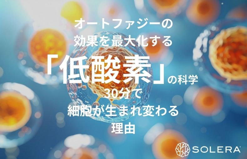 オートファジーの効果を最大化する「低酸素」の科学。30分で細胞が生まれ変わる理由